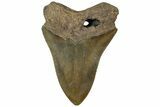 Serrated, Fossil Megalodon Tooth - South Carolina #310405-1